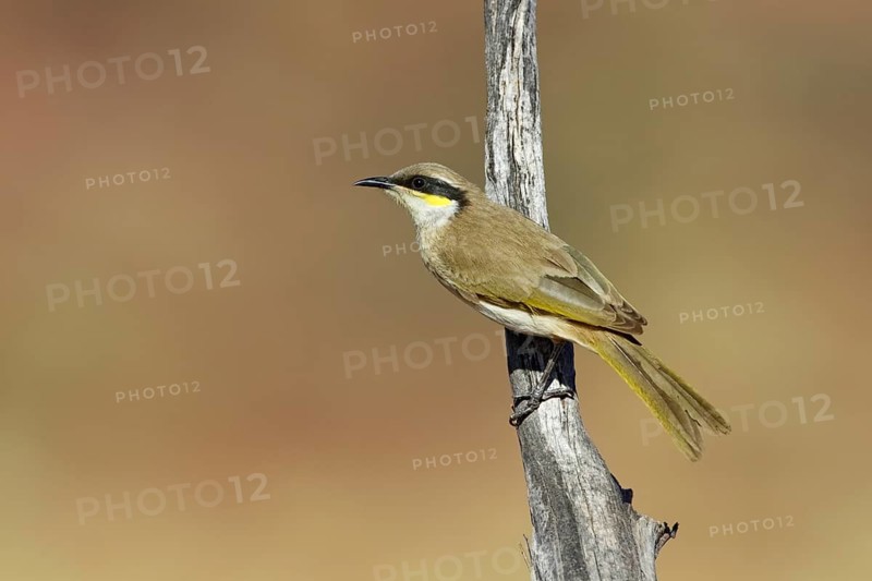 Singing Honeyeater (Gavicalis virescens) perched on a branch, Northern Territory, Australia