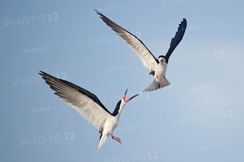 Black Skimmer (Rynchops niger) flying, New York, USA