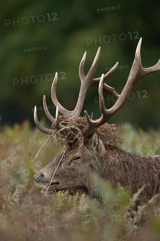 Red deer (Cervus elaphus) adult male stag roaring during the rutting season in autumn with Bracken on its head, England, United Kingdom