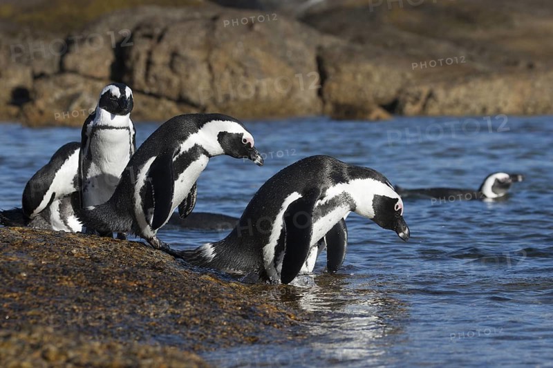 African Penguin (Spheniscus demersus) group on beach, South Africa