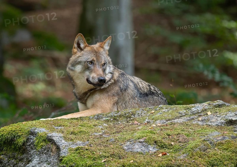 Wolf (Canis lupus) lying on a moss-covered rock and looking attentively, captive, Bavarian Forest National Park, Bavaria, Germany