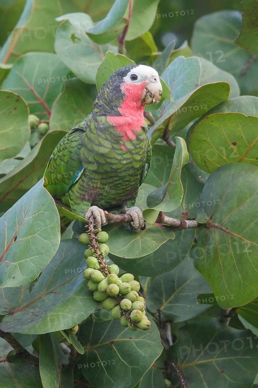 Cuban Parrot (Amazona leucocephala) perched on a branch in Cuba