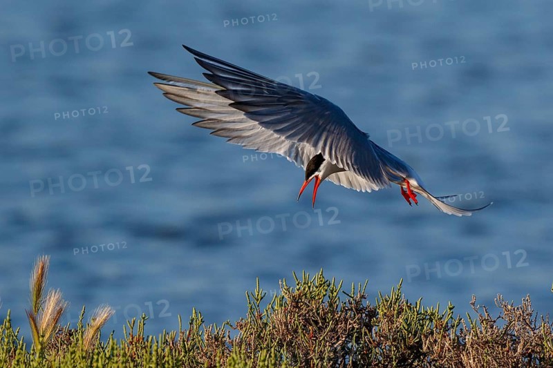 Common Tern (Sterna hirundo) calling in flight, Greece