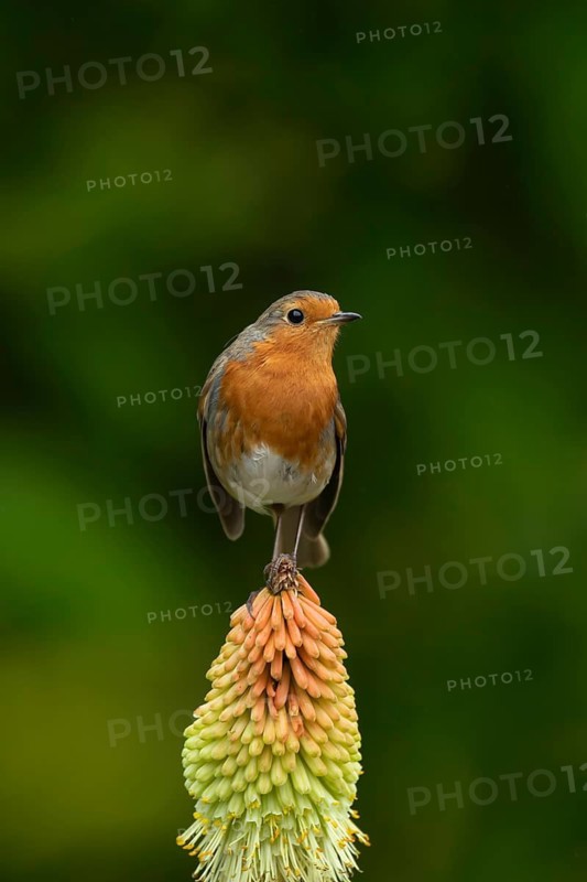 European robin (Erithacus rubecula) adult bird on a garden Red hot poker plant flower in the summer, England, United Kingdom