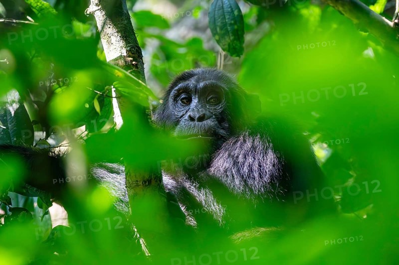 Chimpanzee (Pan Troglodytes), adult male in a tree between leaves, Murchison Falls National Park, Uganda
