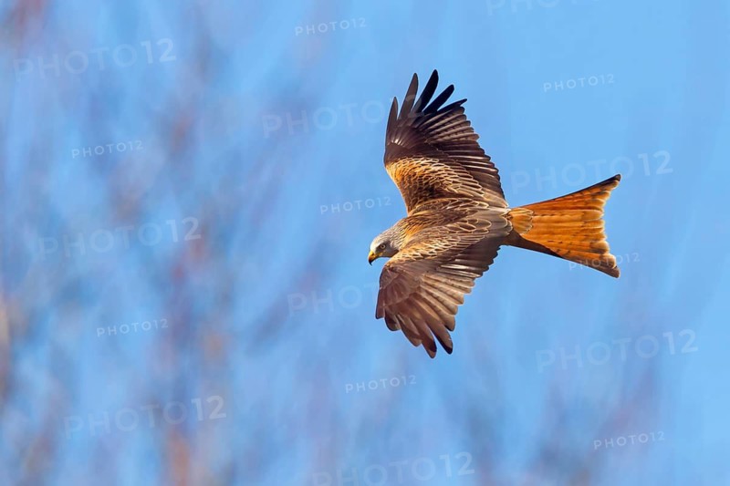 Red Kite, (Milvus milvus), Red Kite, Fork-tailed Kite, King Kite, animals, birds, bird of prey, hawk family, flight photo, blue sky, sideways, Lucerne, Lucerne, Switzerland