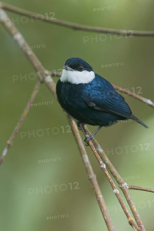 White-ruffed Manakin (Corapipo altera) perched on a branch in Panama