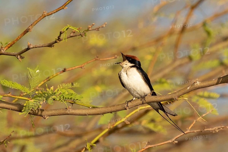 Wire-tailed Swallow (Hirundo smithii) singing, Lake Baringo, Kenya