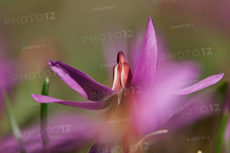 Dog-toothed lily in a garden, spring, Germany