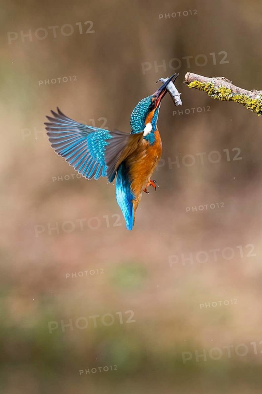 Kingfisher (Alcedo attis), adult male, in flight returning to its perch on a branch with a caught fish, Hesse, Germany