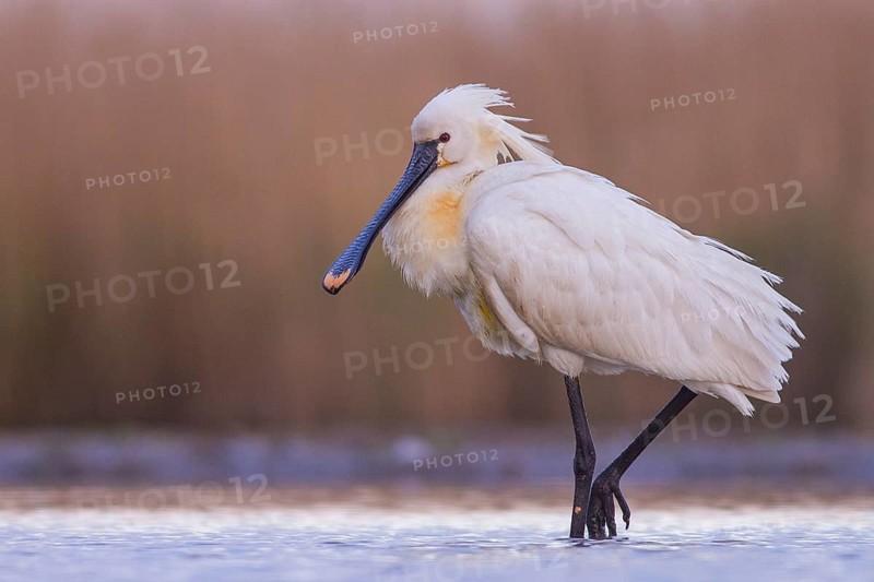 Eurasian Spoonbill (Platalea leucorodia) foraging, Pusztaszer, Hungary