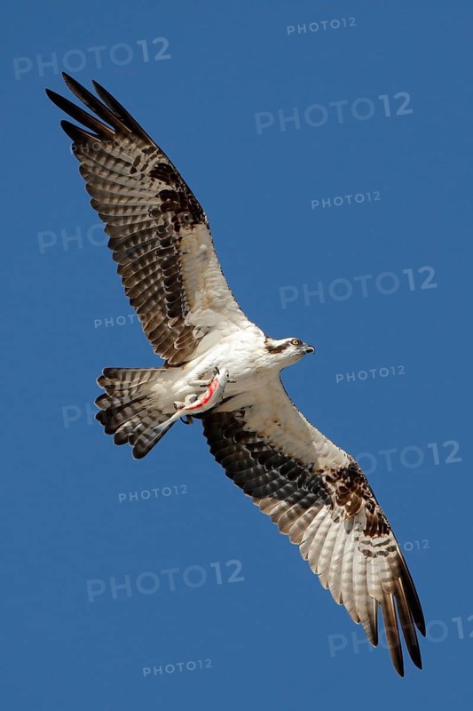 Western Osprey (Pandion haliaetus) flying, British Columbia, Canada