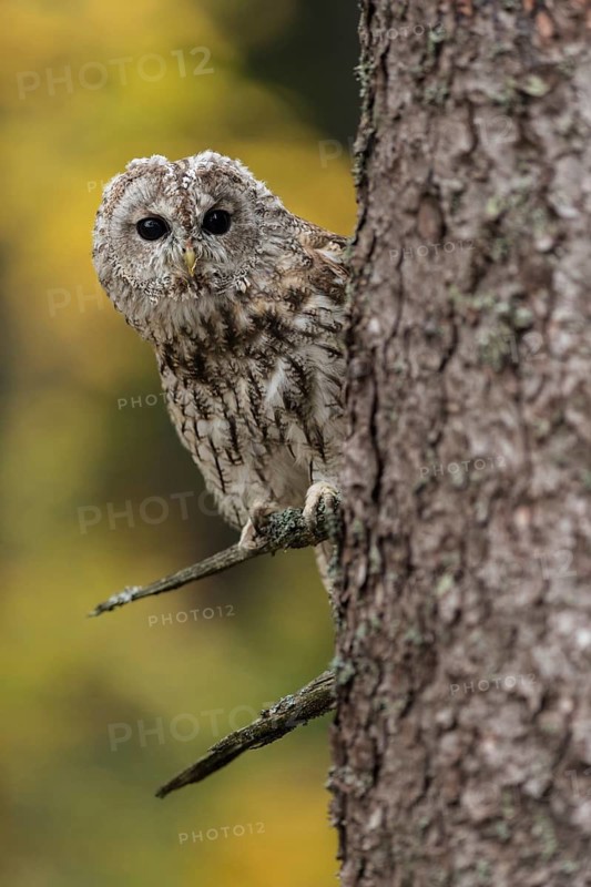 Tawny Owl (Strix aluco) perched in tree, North Rhine-Westphalia, Germany
