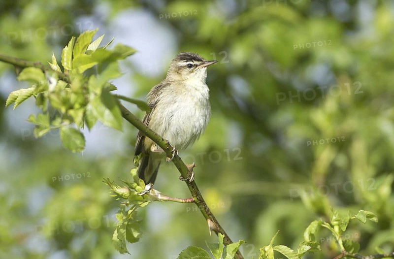 Sedge Warbler (Acrocephalus schoenobaenus), Mecklenburg-Western Pomerania, Germany