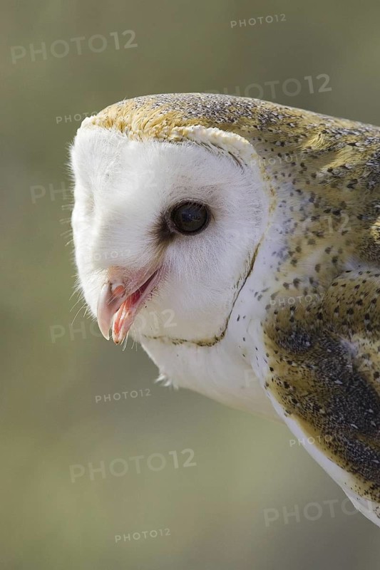 Western Barn Owl (Tyto alba), Arizona, USA