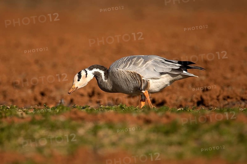 Bar-headed Goose (Anser indicus) foraging, Yunnan, China