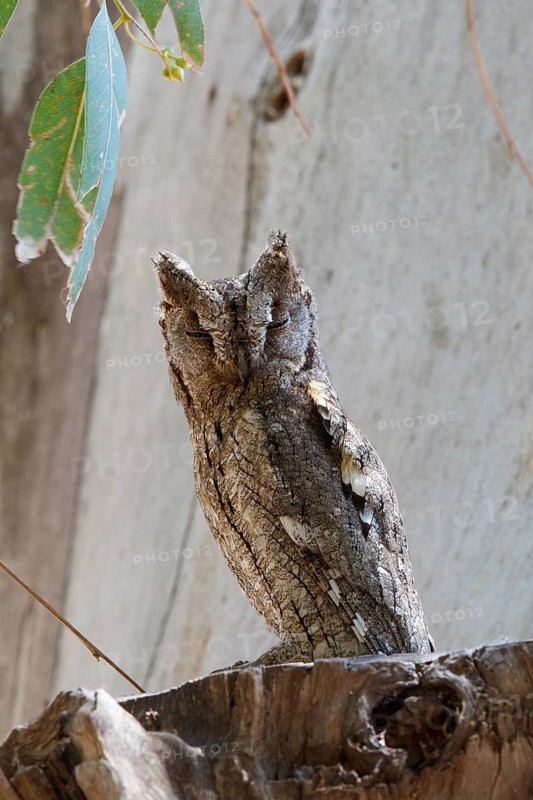 Eurasian Scops Owl (Otus scops), Lesvos, Greece