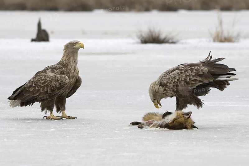 White-tailed Eagle (Haliaeetus albicilla), Mecklenburg-Western Pomerania, Germany