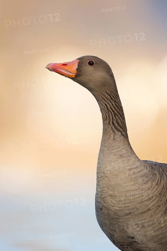 Greylag Goose (Anser anser), Rhineland-Palatinate, Germany