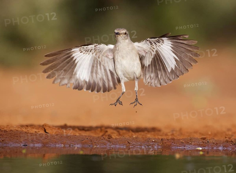 Northern Mockingbird (Mimus polyglottos) flying, Texas, USA