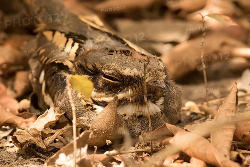 Long-tailed Nightjar (Caprimulgus climacurus), Gambia