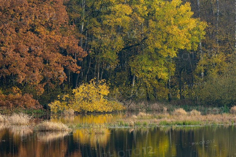 Autumn at the Ahlhorn fish ponds, forest, Ahlhorn, Lower Saxony, Germany