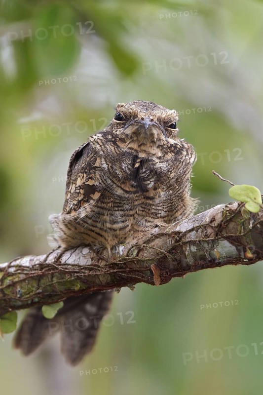 Ladder-tailed Nightjar (Hydropsalis climacocerca) perched on a branch in Ecuador, South America