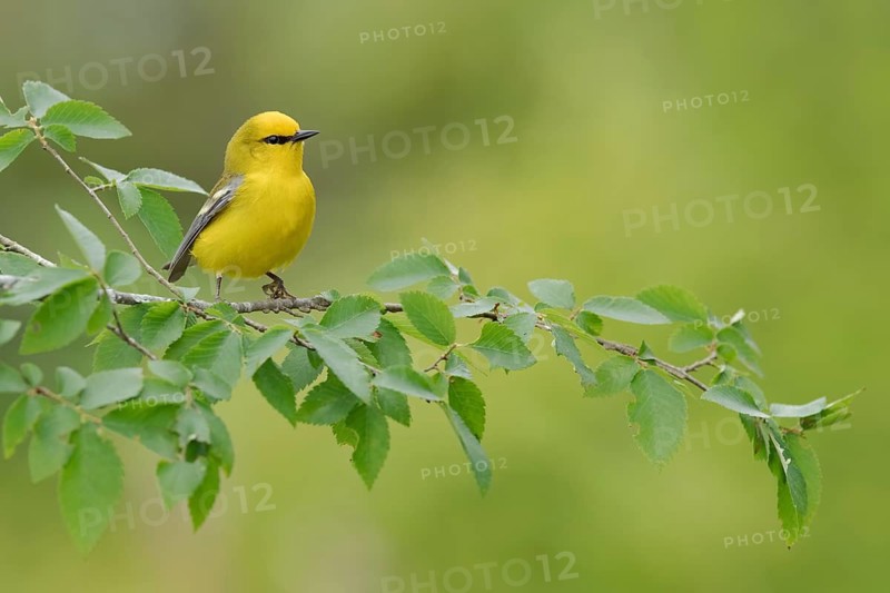 Blue-winged Warbler (Vermivora cyanoptera) male perched on a branch, Texas, USA