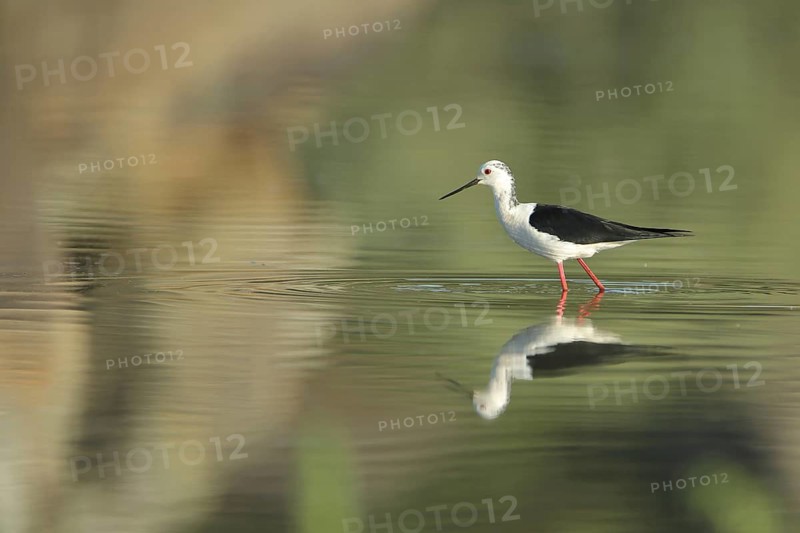 Stilt (Himantopus himantopus) in the water, reflection, Los Barruecos, Malpartida de Caceres, Extremadura, Spain