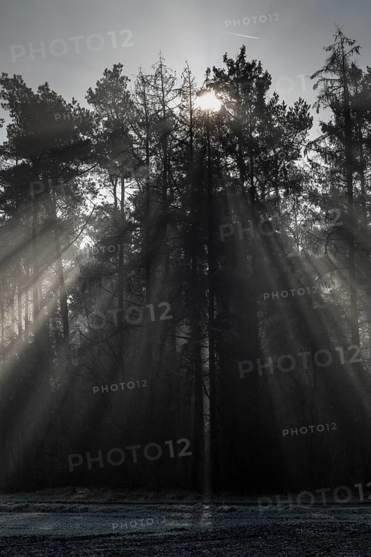 Rays of light in the forest, Emsland, Lower Saxony, Germany