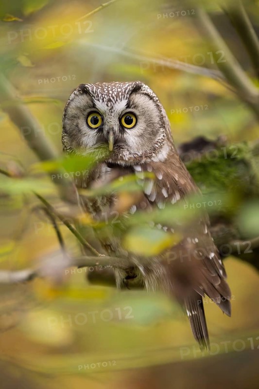 Boreal Owl (Aegolius funereus) perched on a branch, Bavaria, Germany