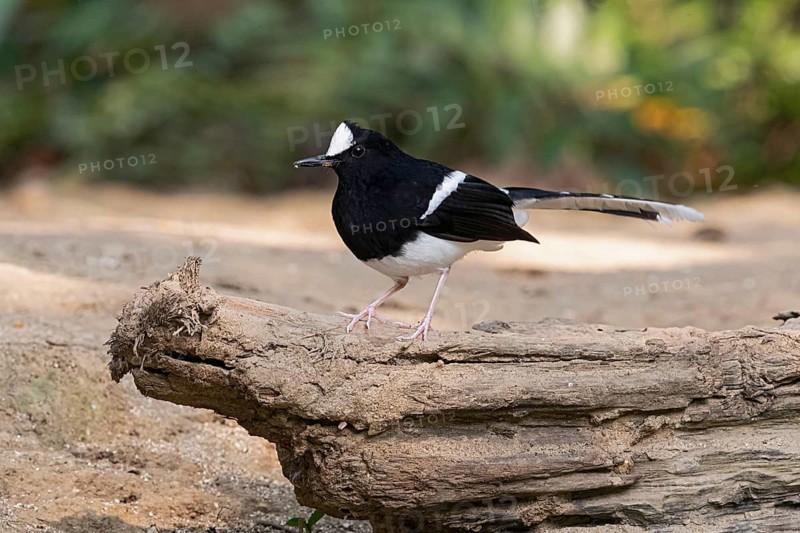 White-crowned Forktail (Enicurus leschenaulti indicus) perched on a log, Yunnan, China