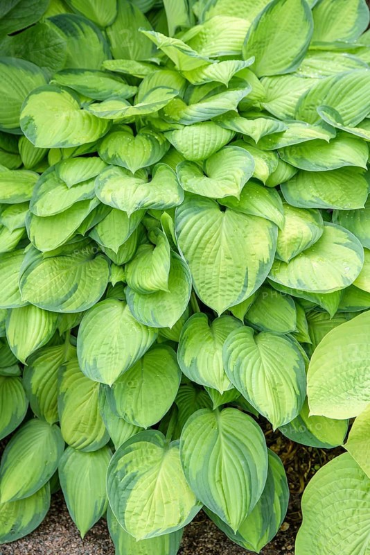 Funkia (Hosta 'Paul's Glory'),  Sweden