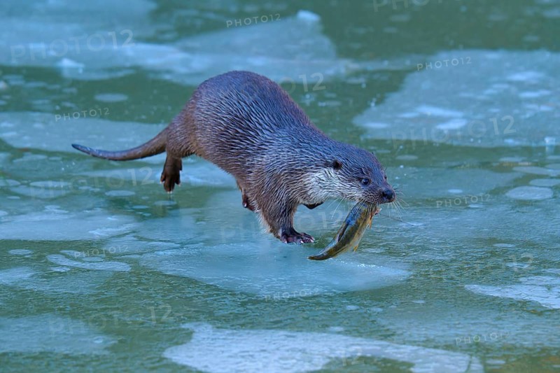 An otter running across a patch of ice carrying a fish in its mouth, winter, otter (Lutra lutra), Hesse, Germany