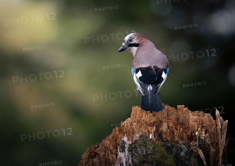 Eurasian jay (Garrulus glandarius), sitting on a tree stump in the forest, Canton of Grisons, Switzerland