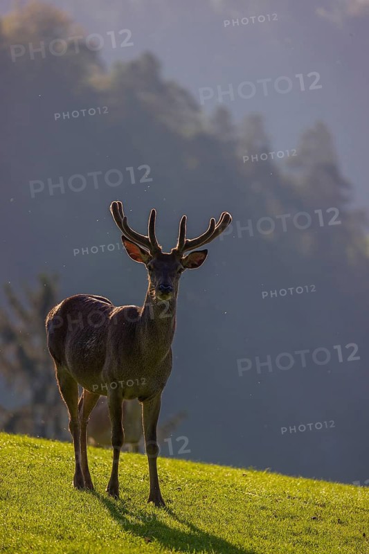 One Red Deer stag (Cervus elaphus) stands on a meadow in backlit condition. A forest in the distant background