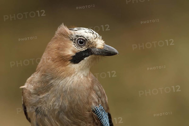 Eurasian Jay (Garrulus glandarius), Utrecht, Netherlands