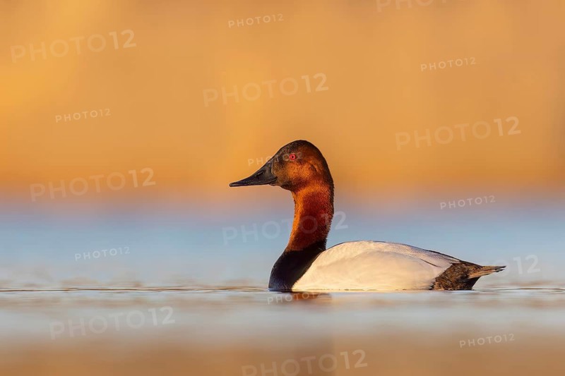 Canvasback (Aythya valisineria) swimming in a pond in Manitoba, Canada