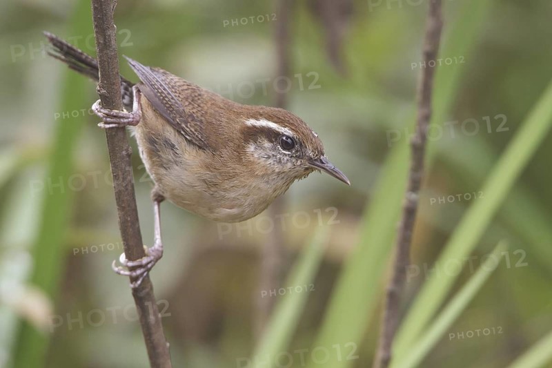 Mountain Wren (Troglodytes solstitialis) perched on a branch in Bolivia, South America