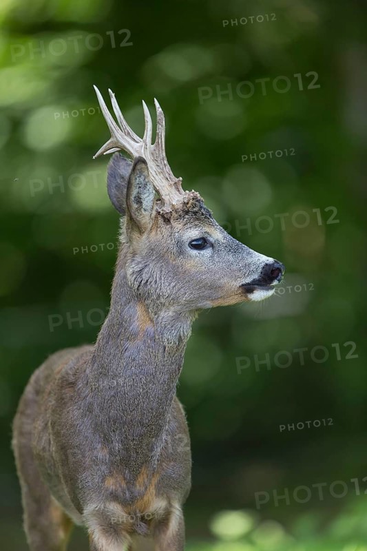 Portrait of a male Roe Deer, Roe buck (Capreolus capreolus). Some green vegetation in the distant background