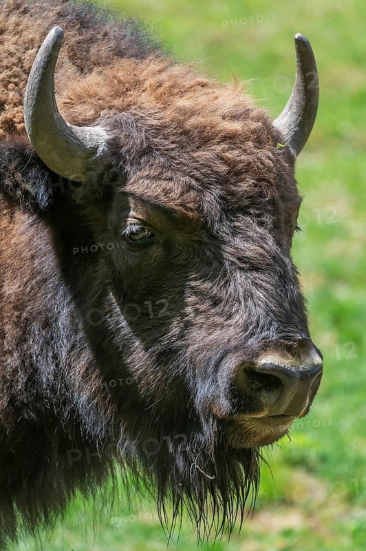European bison (Bison bonasus) , game park, Bavaria, Germany