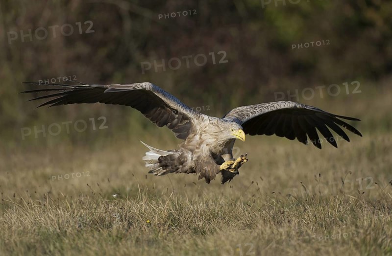 White-tailed Eagle (Haliaeetus albicilla) flying, Poland