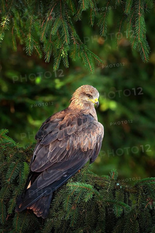 Black Kite, Milvus migrans, brown bird of prey sitting on spruce tree branch with cone. Kite in the nature habitat, green vegetation. Wildlife Slovakia