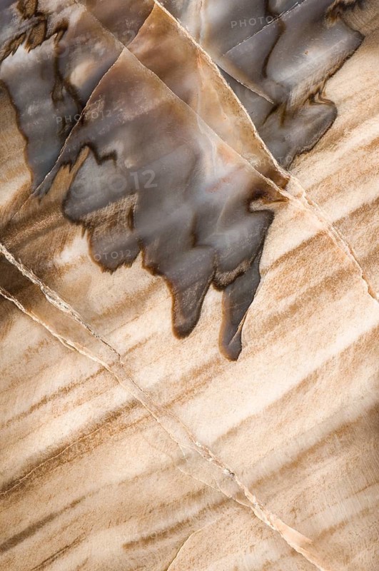 A macrophotograph of the intricate structural detail in fossilized Araucarioxylon arizonicum wood, a late Triassic extinct conifer, showcasing natural patterns and mineralized textures