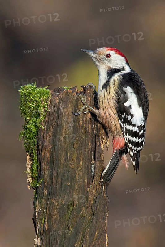 Middle Spotted Woodpecker (Dendrocoptes medius) climbing up old mossy tree trunk, Poland