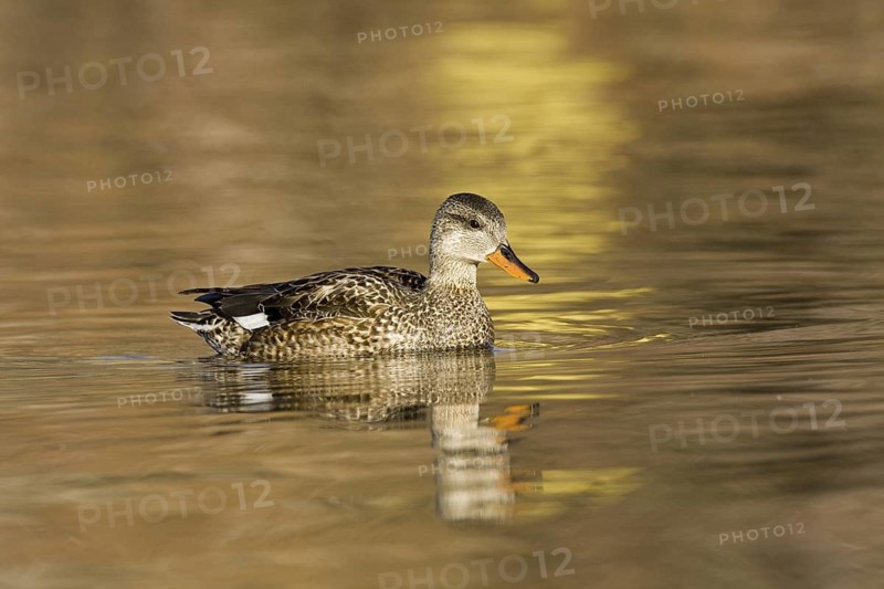 Gadwall (Mareca strepera) female, Madrid, Spain