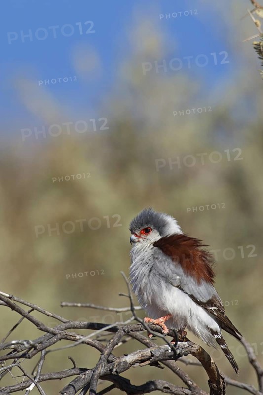 Pygmy Falcon (Polihierax semitorquatus) female, Northern Cape, South Africa