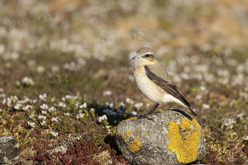 Northern Wheatear (Oenanthe oenanthe) female with nesting material in its beak, Smaland, Sweden