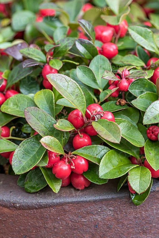 Carpet berry (Gaultheria procumbens), Manfred Eberhardt Garden, Germany