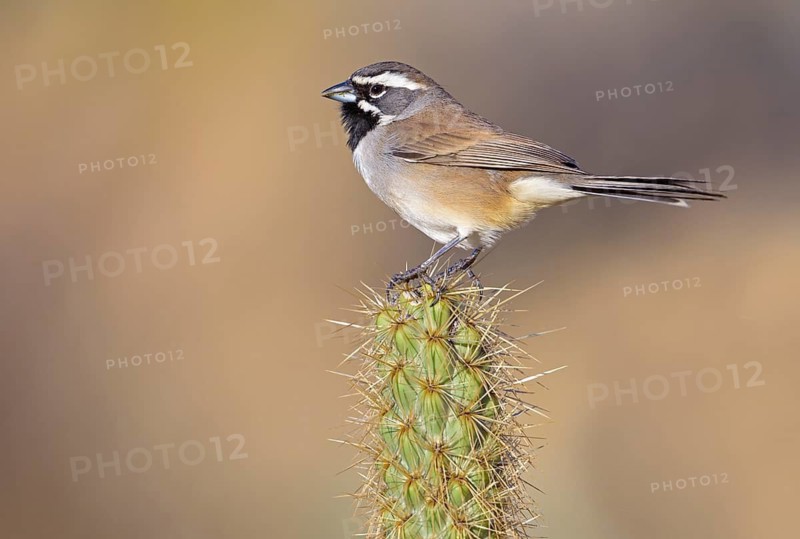 Black-throated Sparrow (Amphispiza bilineata) - Anza Borrego State Park, California